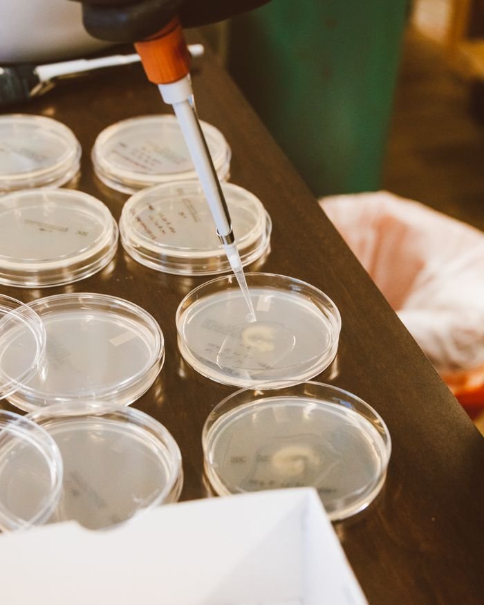 Crafting Captivating Headlines: Your awesome post title goes here Close-up of pipetting liquid into petri dishes in a lab setting.